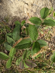 Rubus adenotrichos