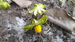 Eranthis hyemalis