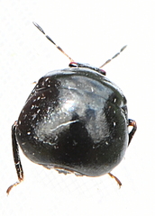 Coptosoma scutellatum
