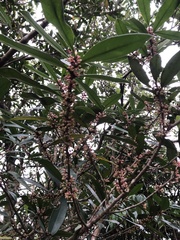 Myrsine seguinii