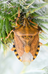 Carpocoris purpureipennis