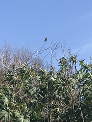 Saxicola rubicola