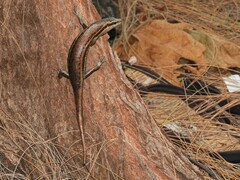 Trachylepis sechellensis