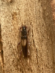 Epithora dorsalis