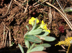 Alyssum montanum