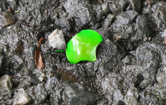 Ischiopsopha wallacei