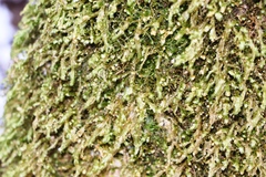 Homalia trichomanoides