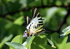 Graphium antiphates