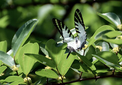 Graphium antiphates