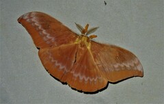 Syntherata