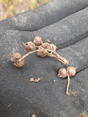 Andricus grossulariae