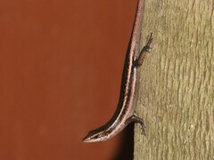 Trachylepis sechellensis