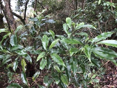 Helicia cochinchinensis