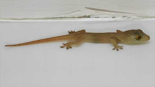 Asian House Gecko — seen at this dive site