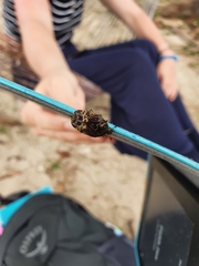 Protaetia fusca