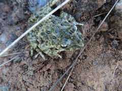 Pelodytes atlanticus