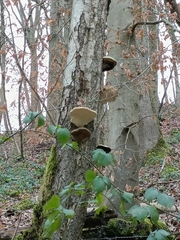 Fomitopsis betulina