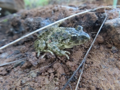 Pelodytes atlanticus