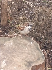 Passer domesticus