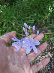 Agapanthus