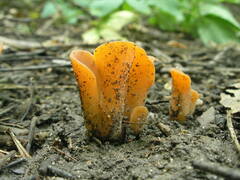 Guepinia