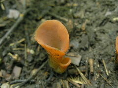 Guepinia