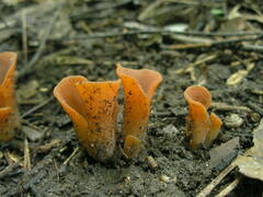 Guepinia