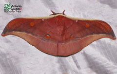 Antheraea