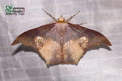 Timandromorpha energes