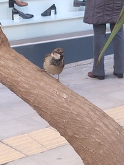 Passer domesticus
