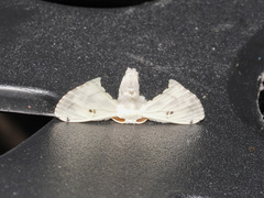 Penicillifera apicalis