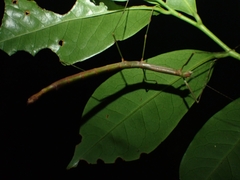 Candovia strumosa