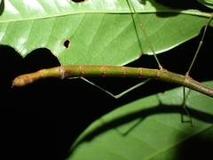 Candovia strumosa