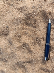 Panthera pardus fusca