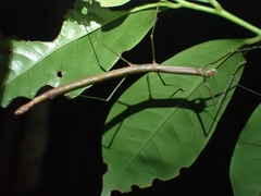 Candovia strumosa