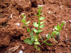 Aethionema carneum