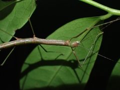 Candovia strumosa