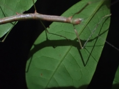 Candovia strumosa