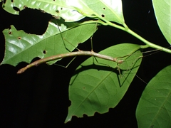 Candovia strumosa