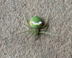 Araneus circulissparsus