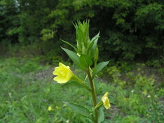 Oenothera rubricaulis