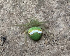 Araneus circulissparsus