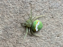 Araneus circulissparsus