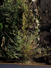 Artemisia commutata