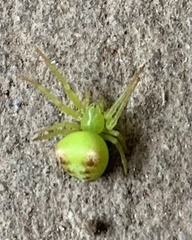 Araneus circulissparsus
