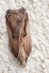Acleris cristana