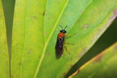 Sterictiphora angelicae