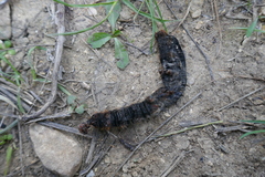 Lasiocampoidea