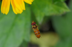 Episyrphus viridaureus