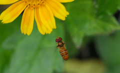 Episyrphus viridaureus